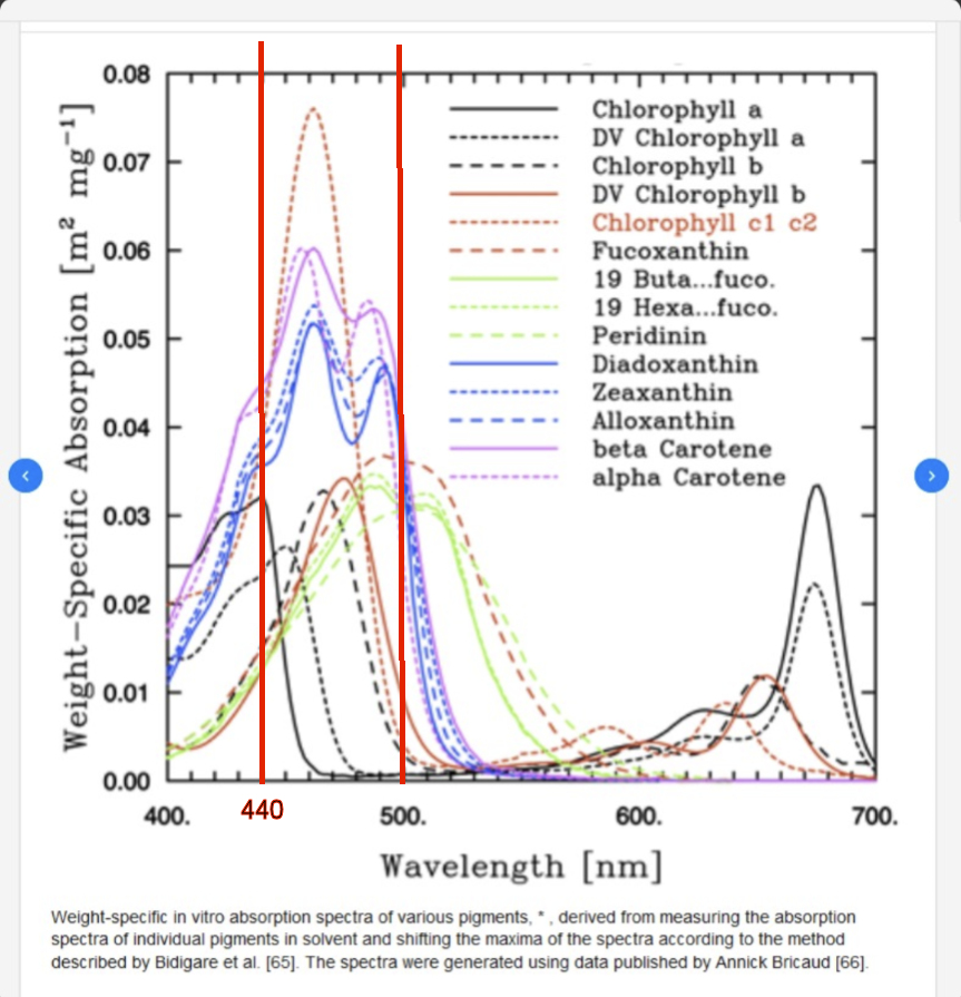 coralabsorption.jpg