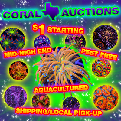 coralauction5-24c.jpg