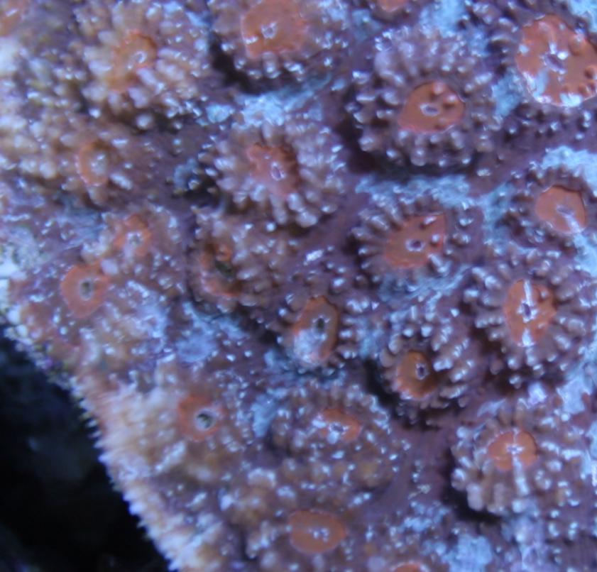 coralcropped.jpg