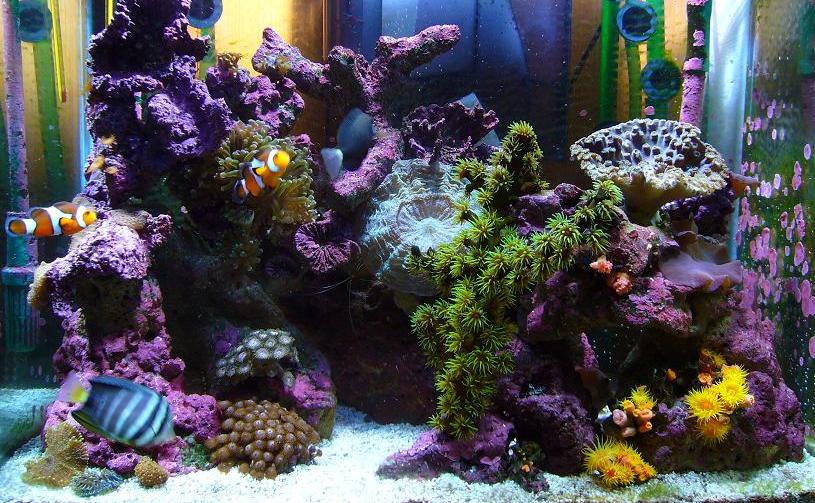 Coralife-Biocube-32-LED-Aquarium-Kit-Review.jpg