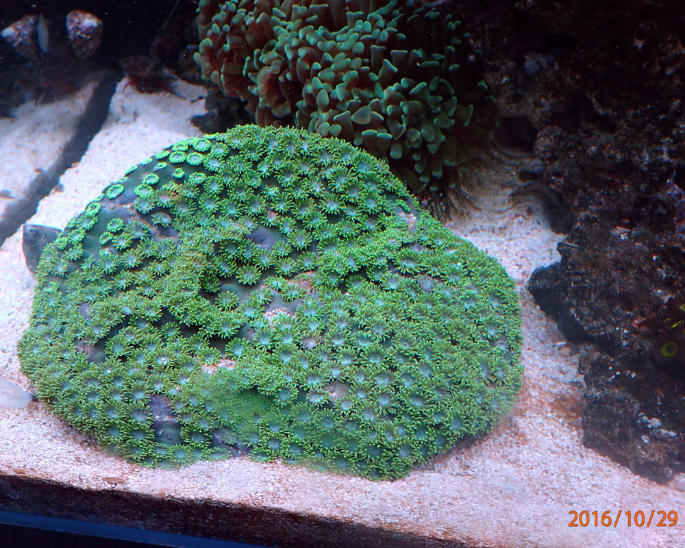 corall1.jpg