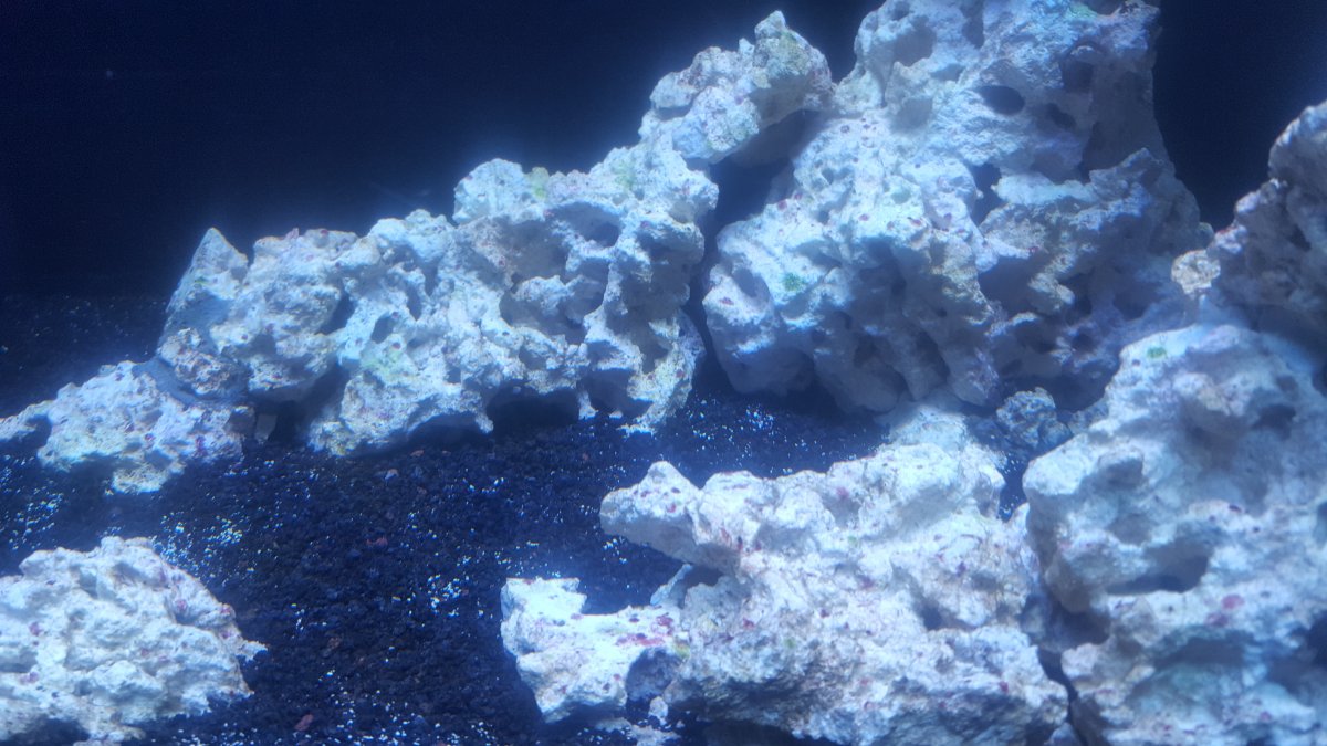 coralline spots.jpg