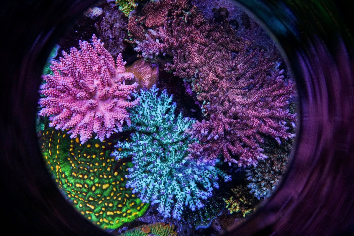 Corals-04799.jpg