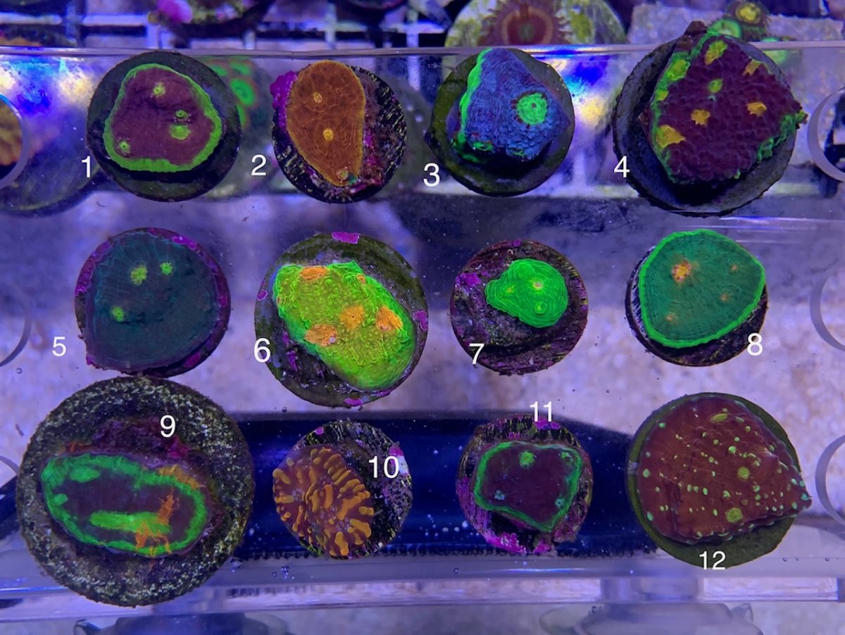 corals (1).jpg