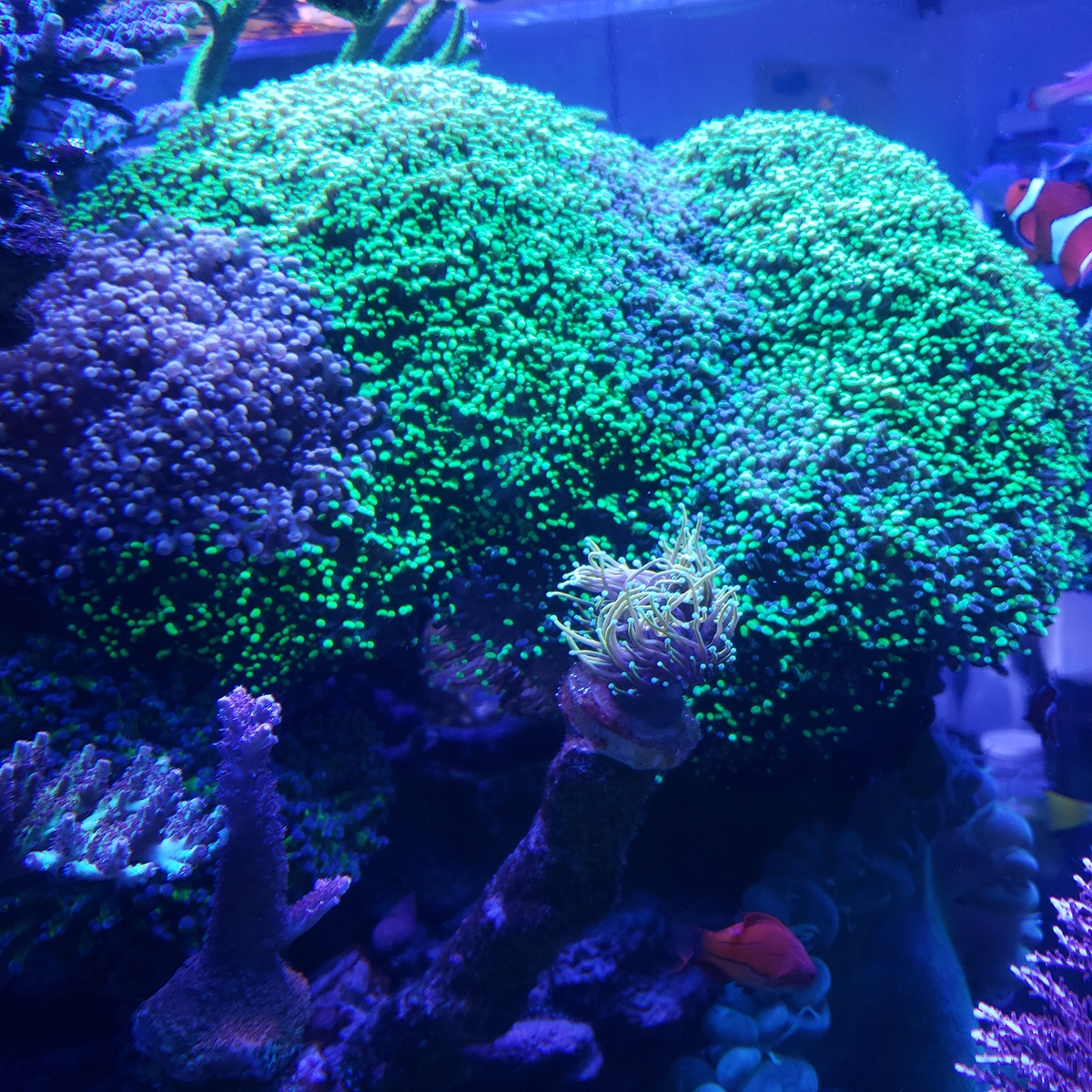 Corals - 1.jpg