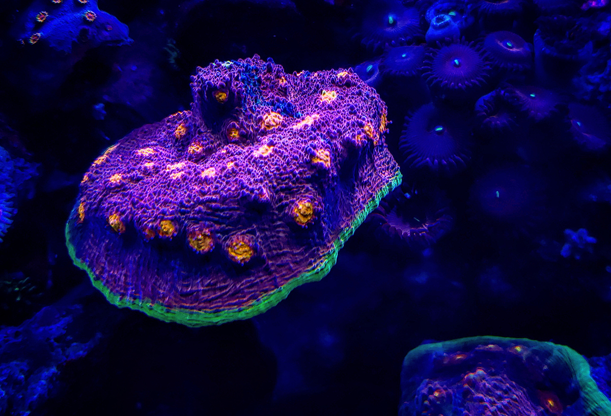 Corals - 11.jpg