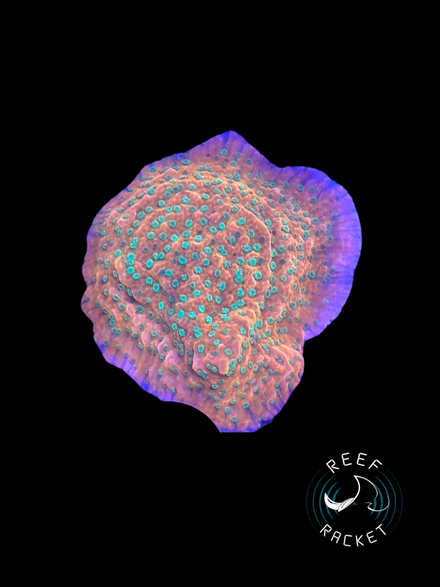 Corals - 11.png