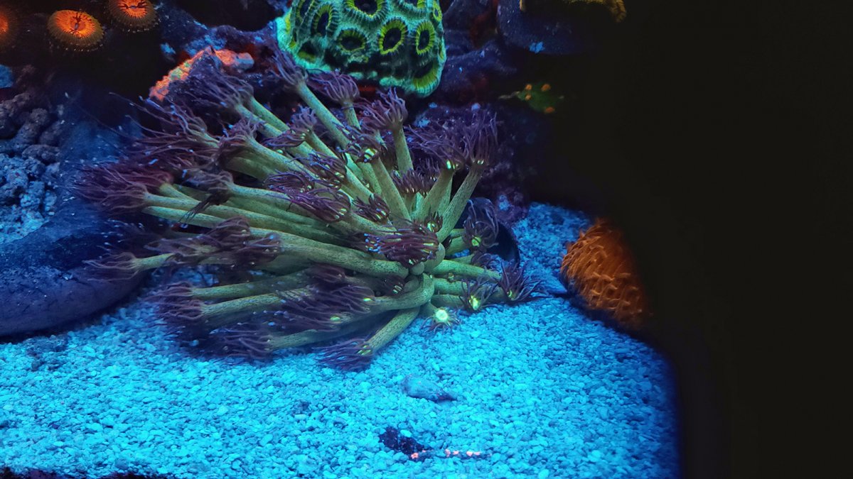 Corals - 12.jpg