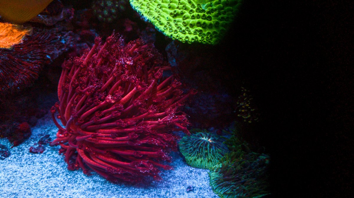 Corals - 13.jpg