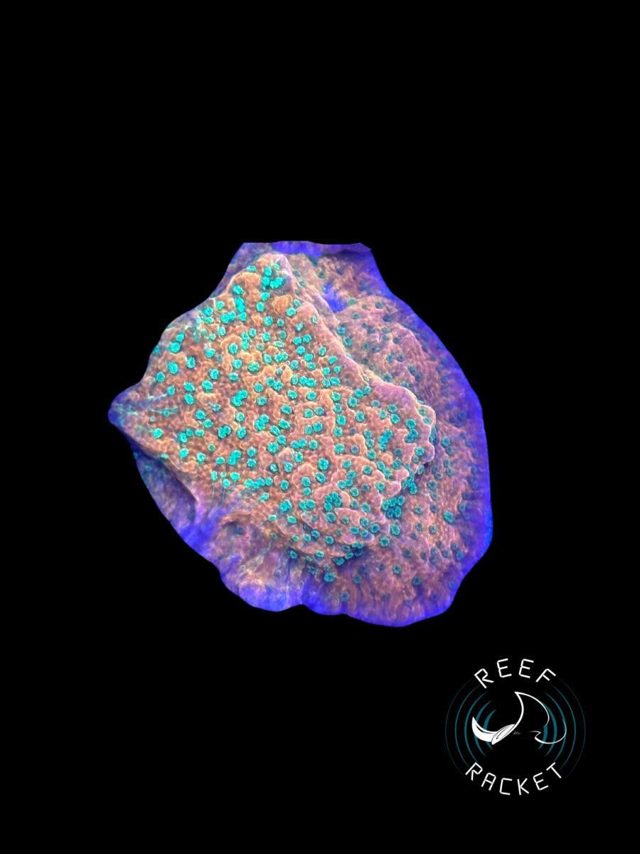 Corals - 13.png