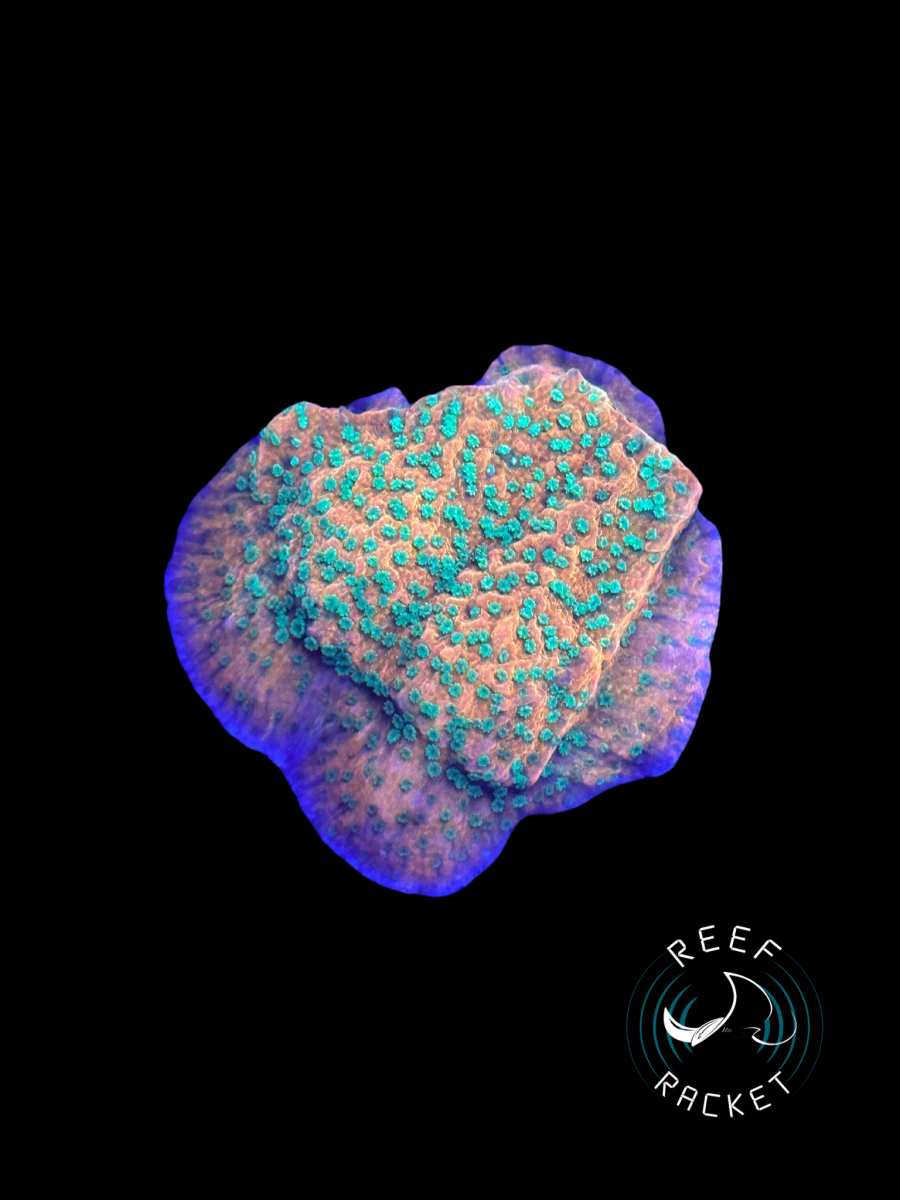 Corals - 14.png