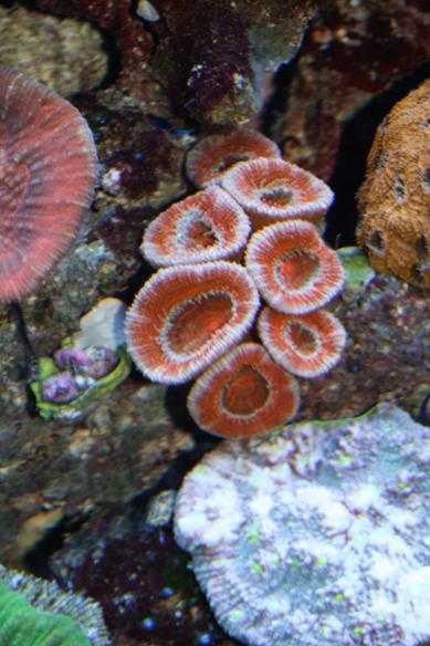corals 2 005.JPG