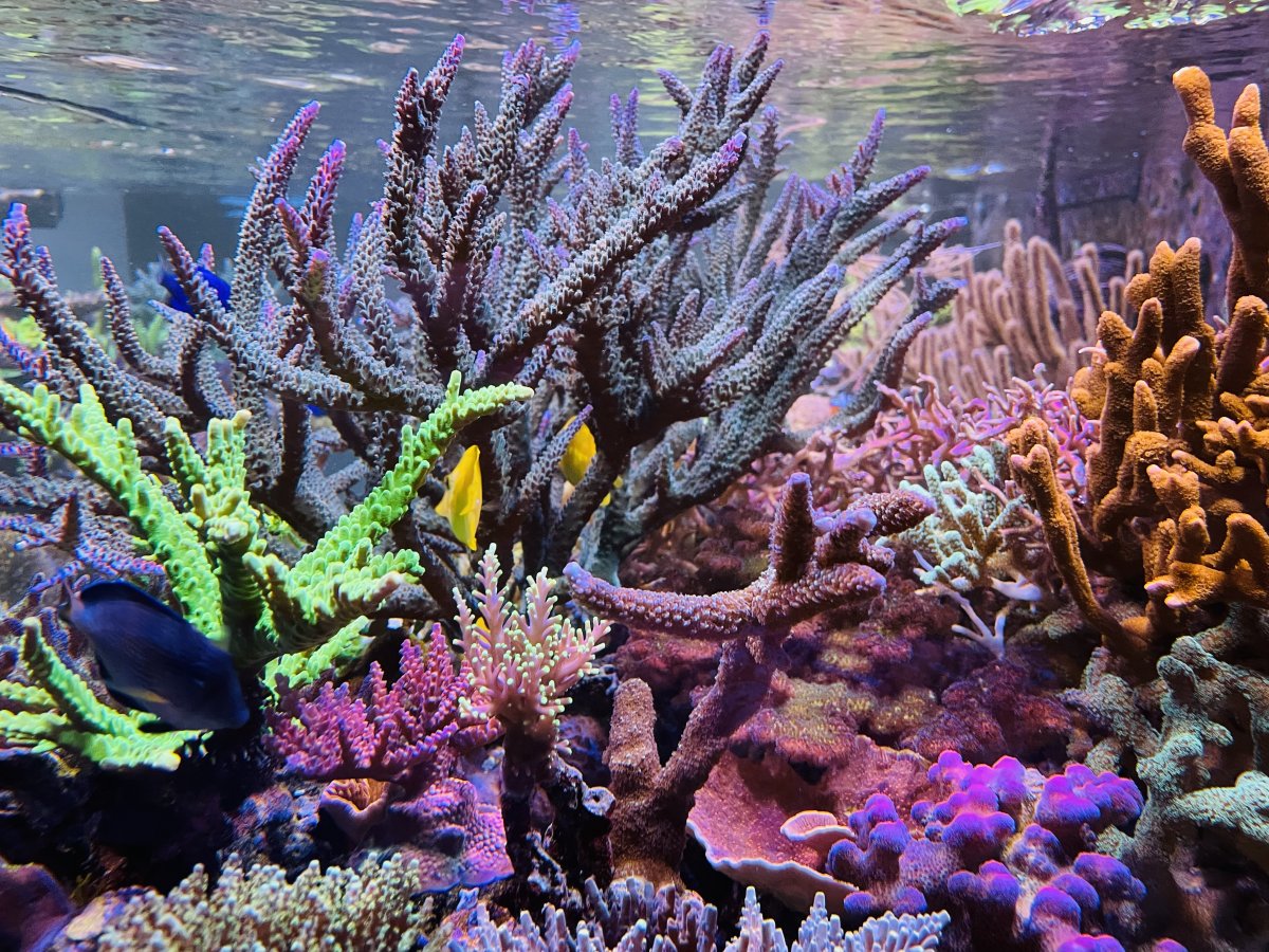 corals 2.jpeg