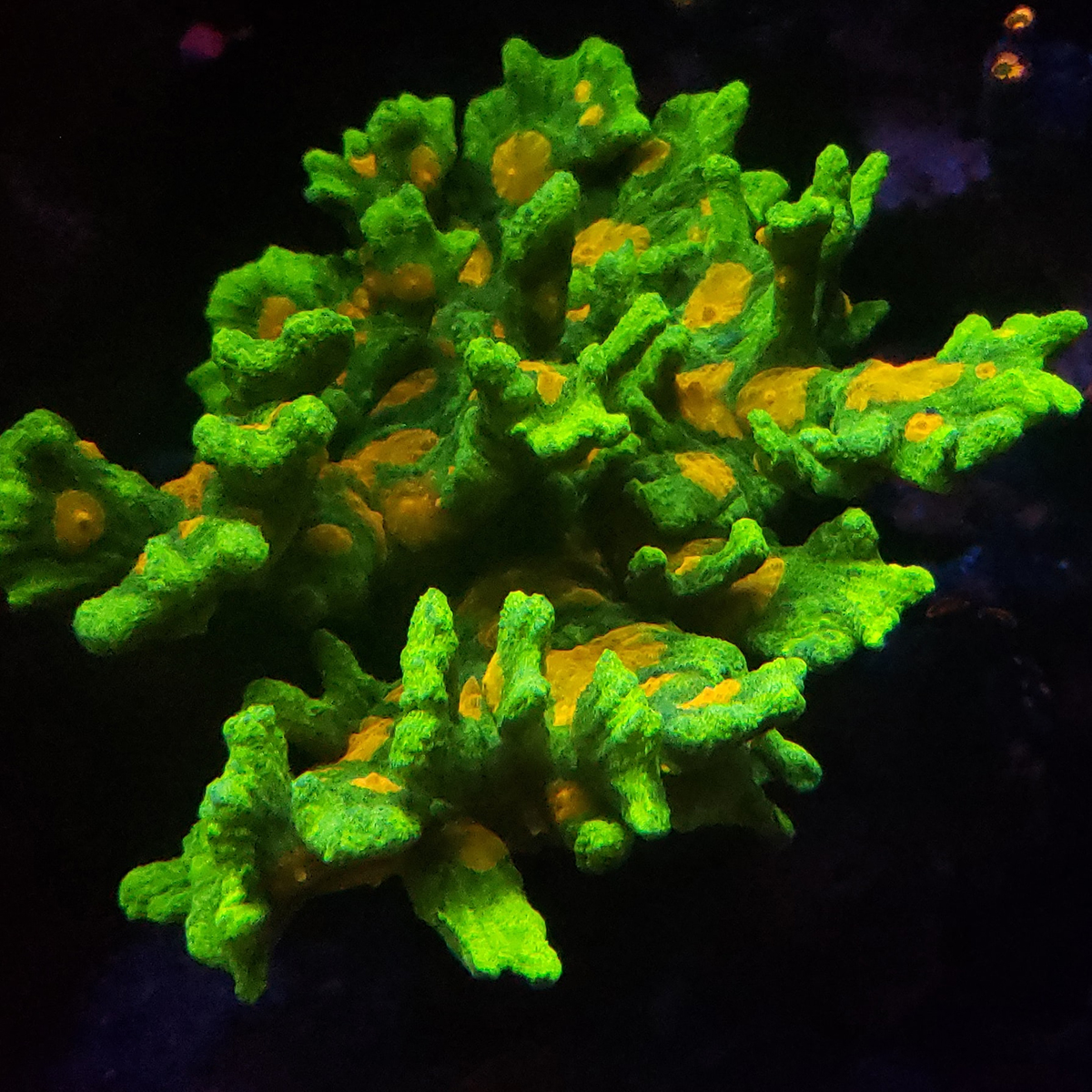 Corals - 2.jpg