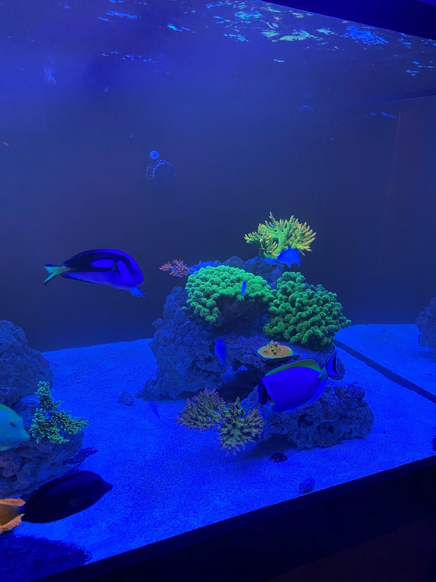 corals 2.jpg