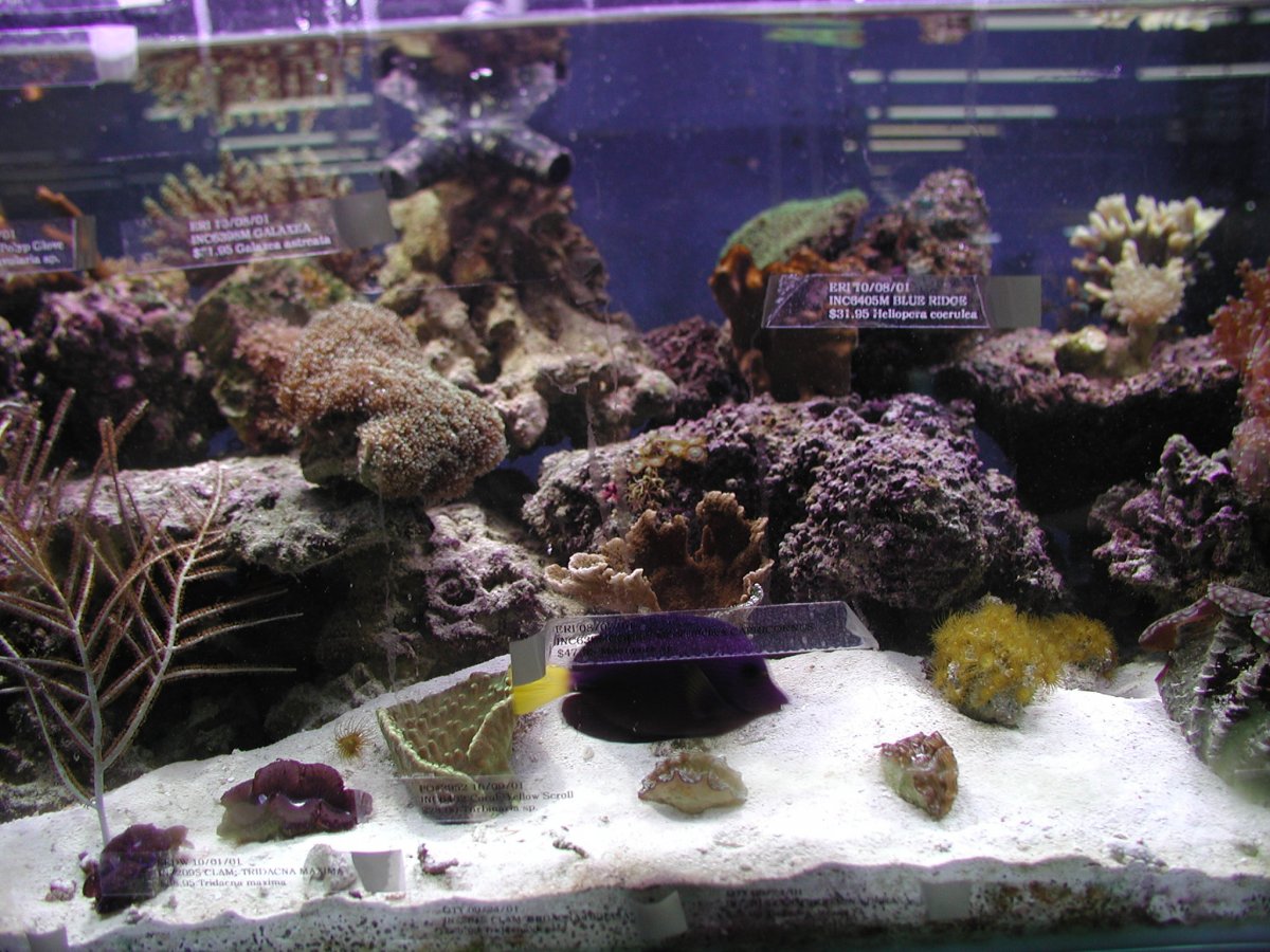 corals 2000.jpg