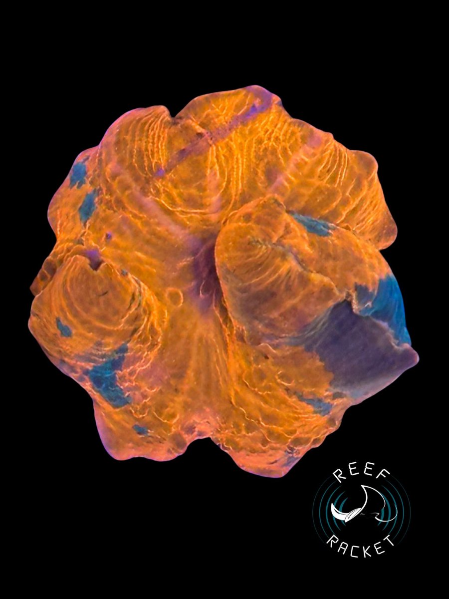 Corals - 21.jpeg