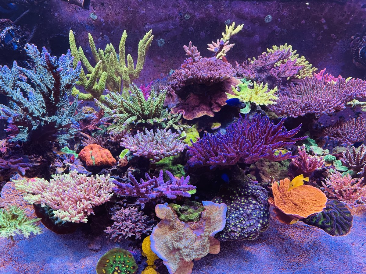 corals 3.jpeg