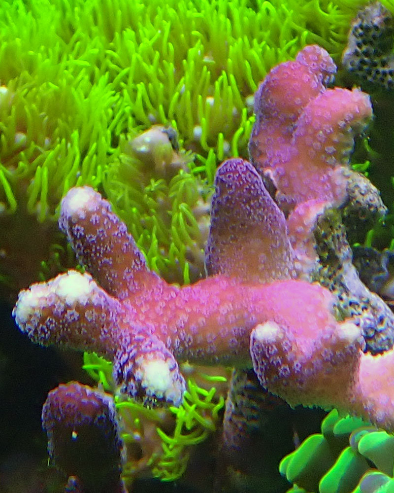 corals-3.jpg