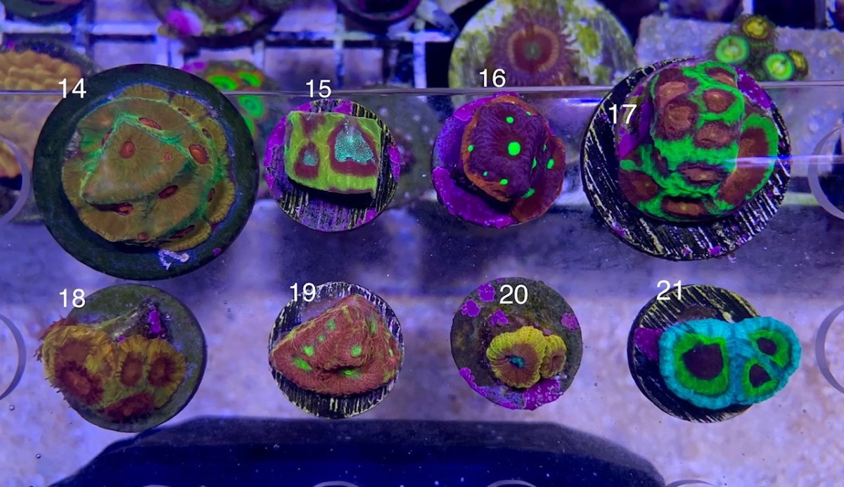 corals (3).jpg