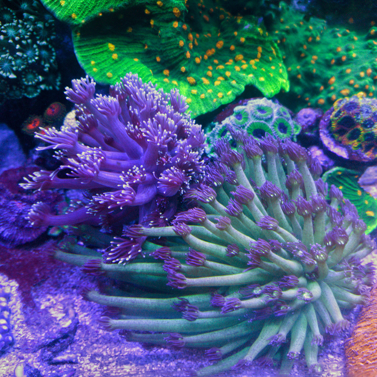 Corals - 3.jpg