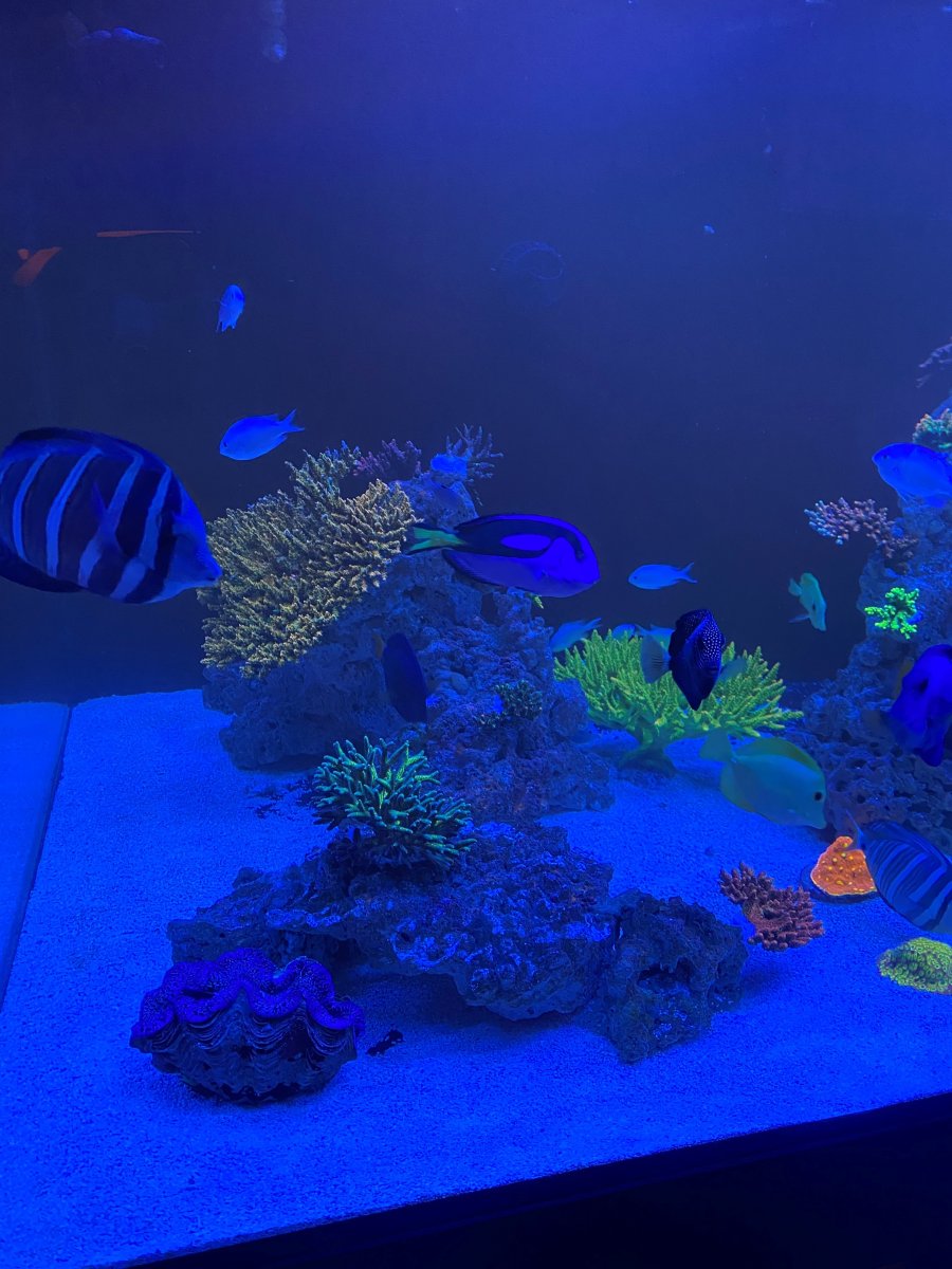 corals 3.jpg