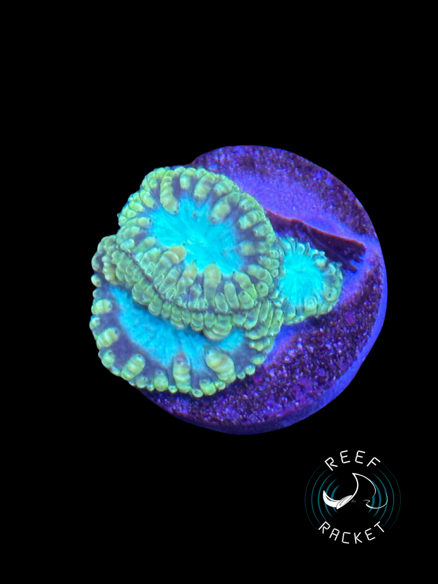 Corals - 3.png