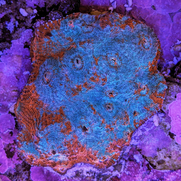 corals (31).jpg