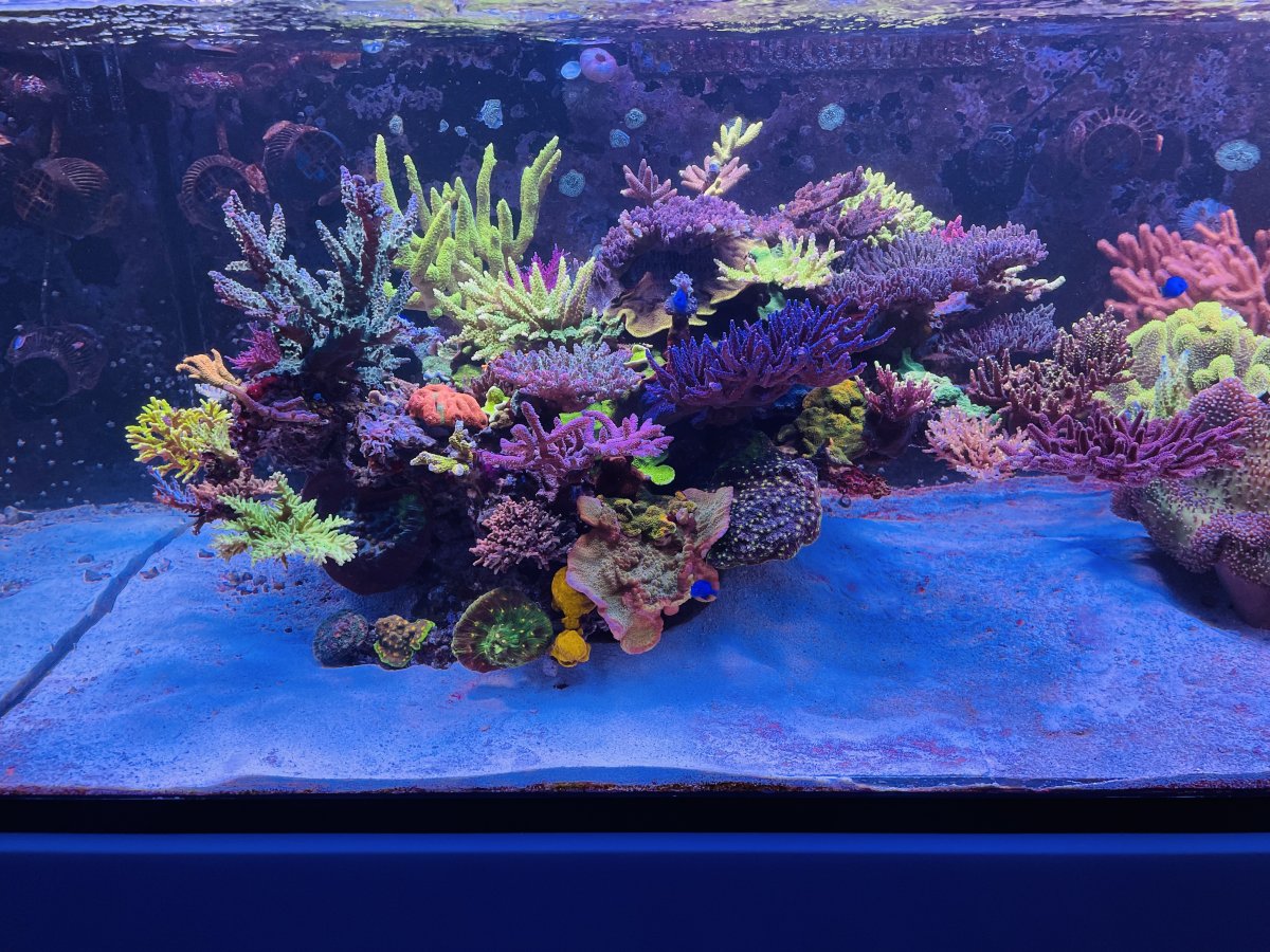 corals 4.jpeg
