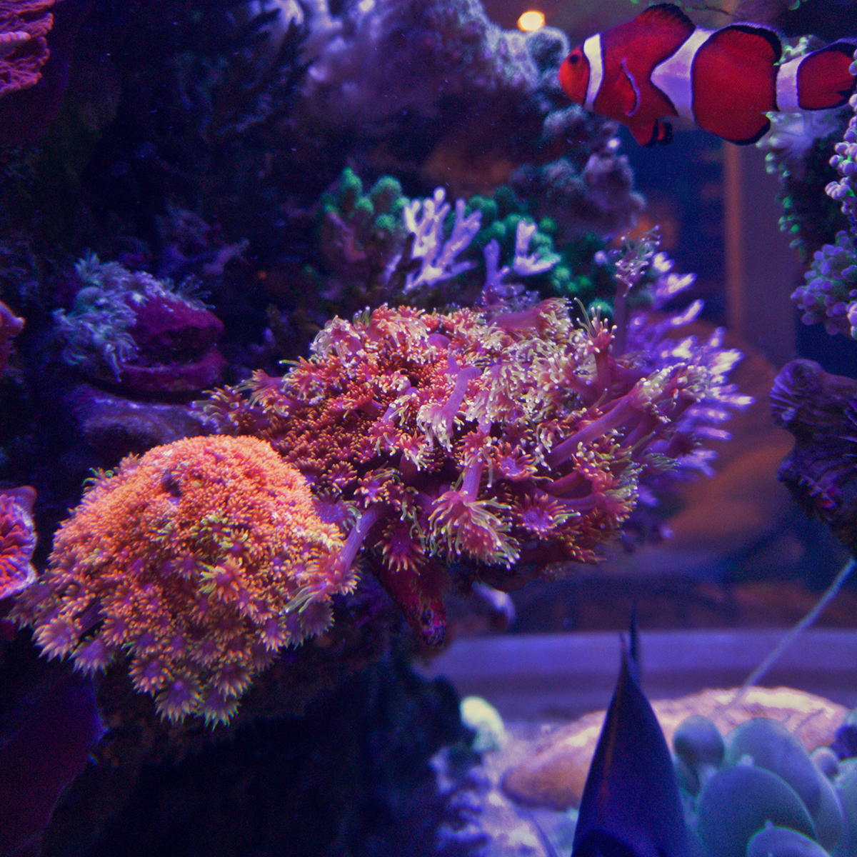 Corals - 4.jpg