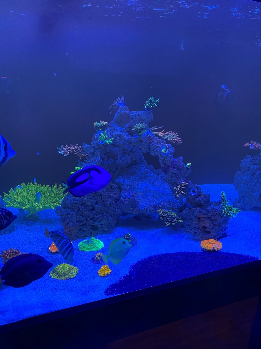 corals 4.jpg