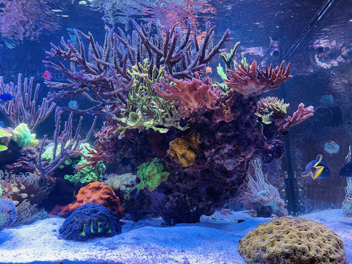 corals 5.jpeg