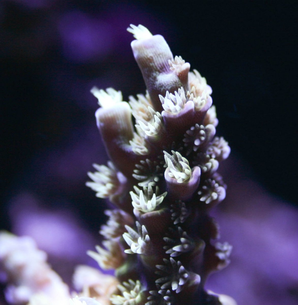 Corals-5993.jpg