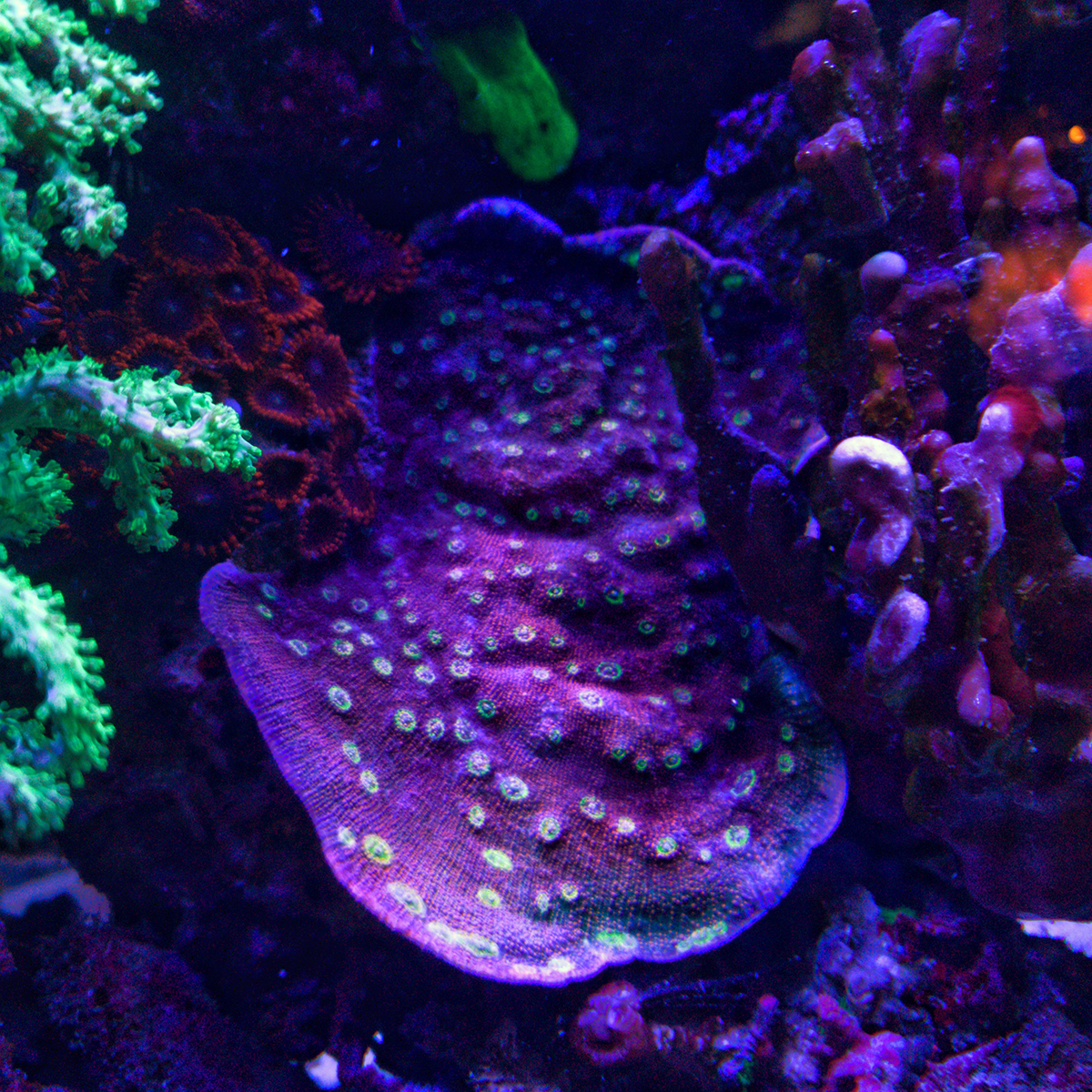 Corals - 6.jpg