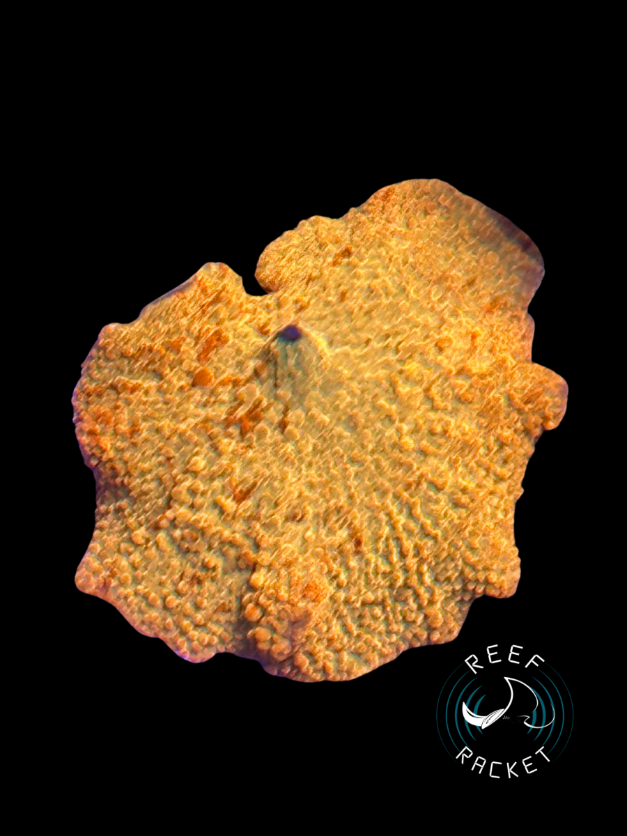 Corals - 6.png