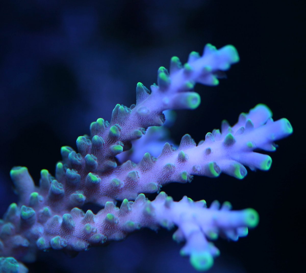 Corals-6008.jpg