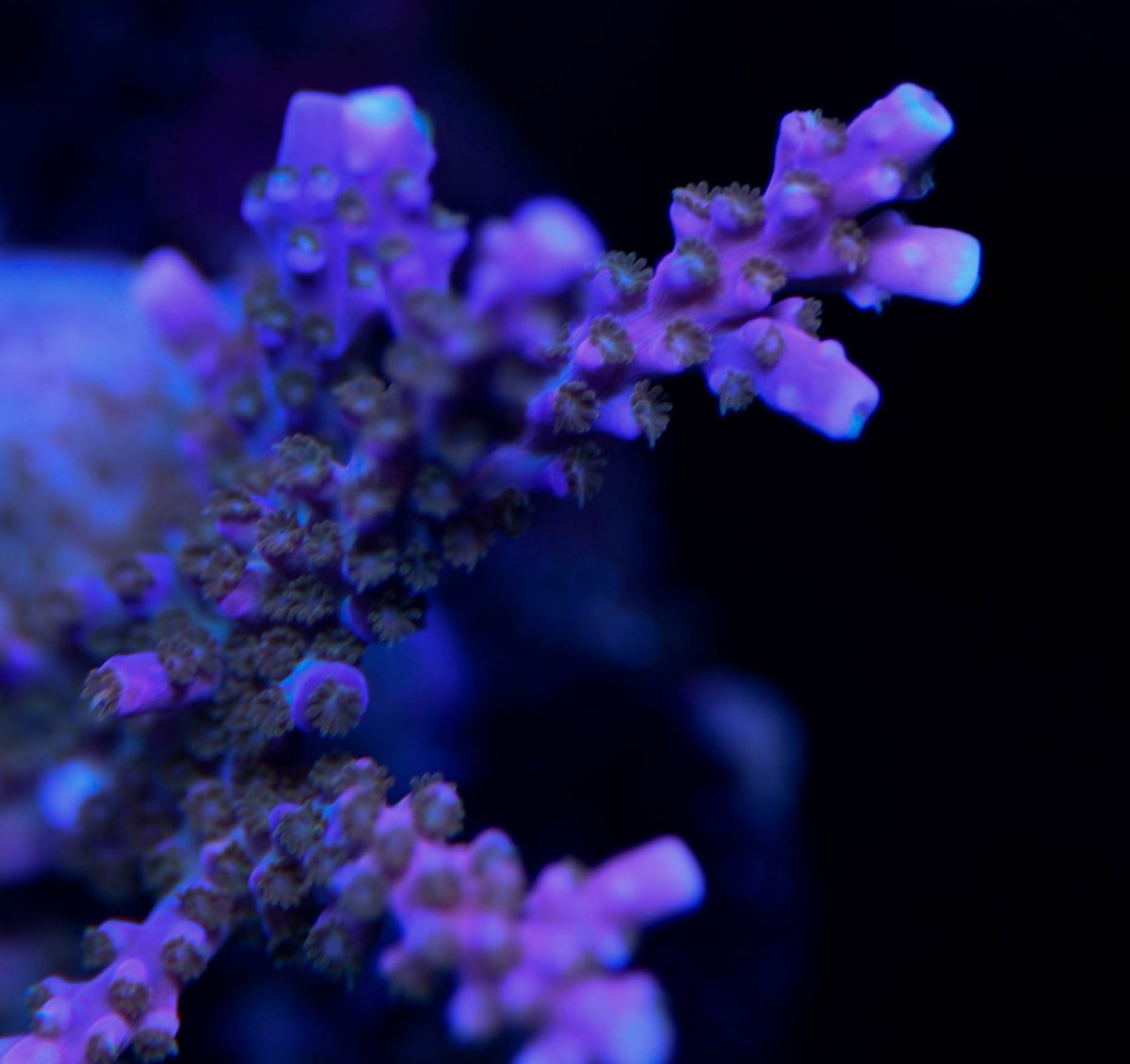 Corals-6013.jpg