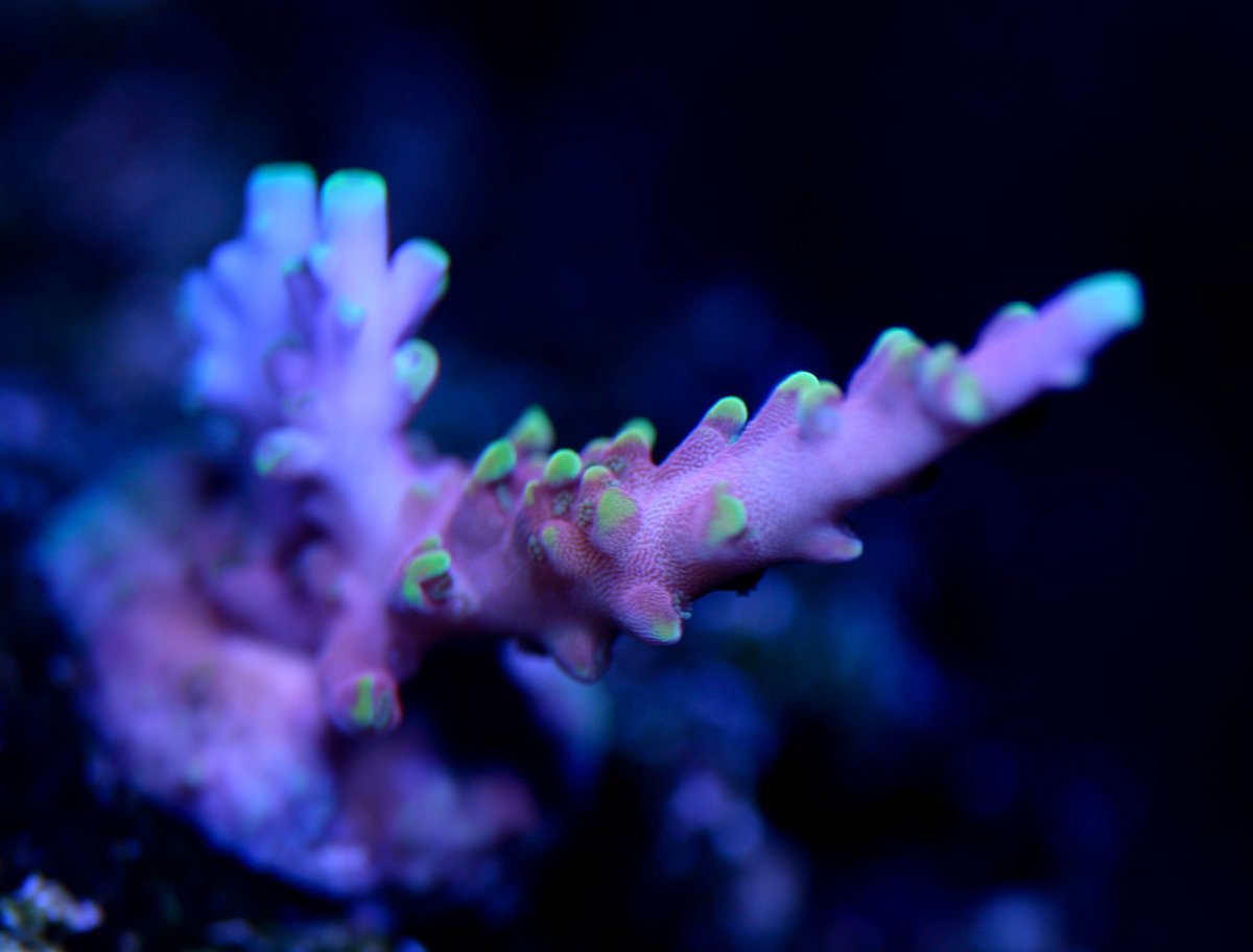 Corals-6017.jpg