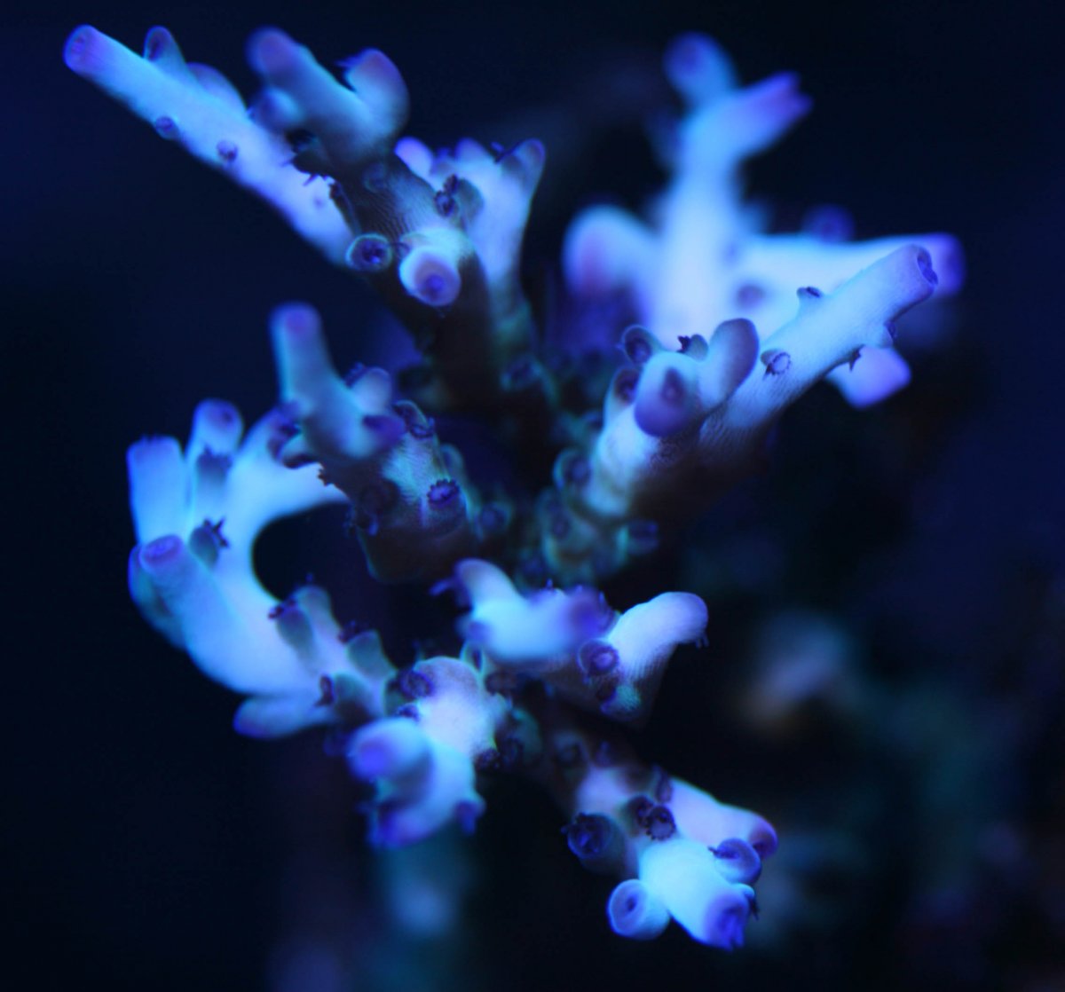 Corals-6024.jpg
