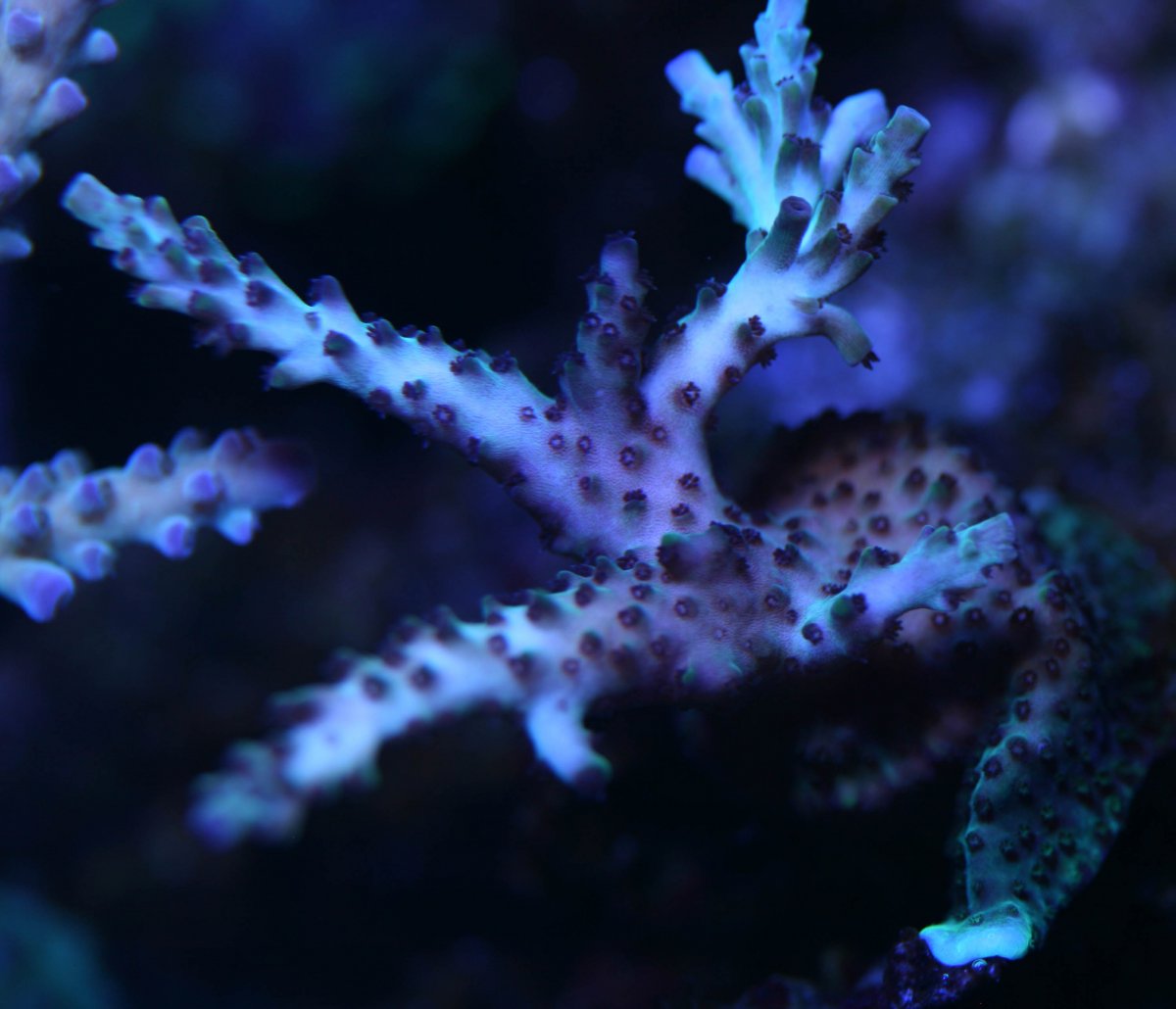 Corals-6025.jpg