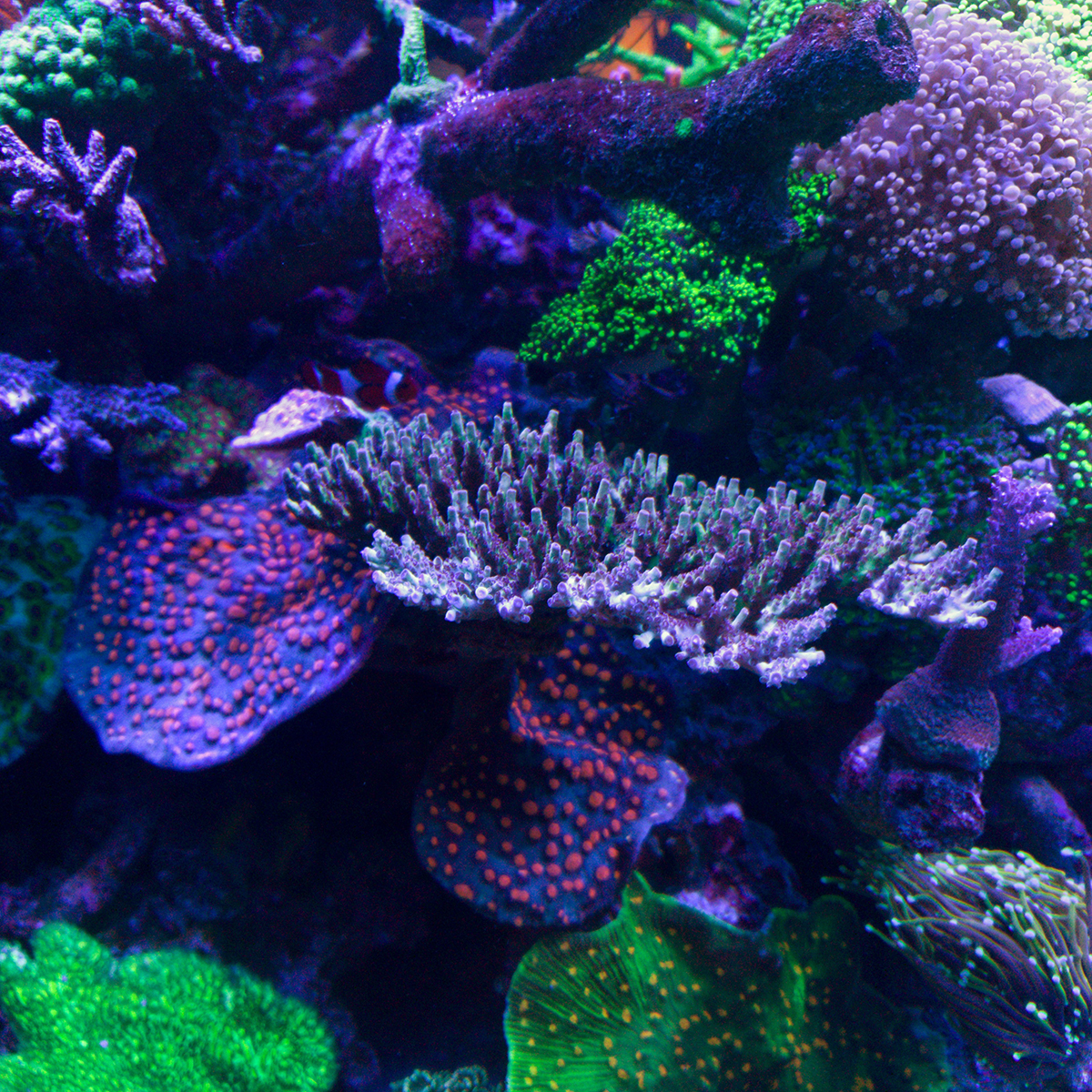 Corals - 7.jpg