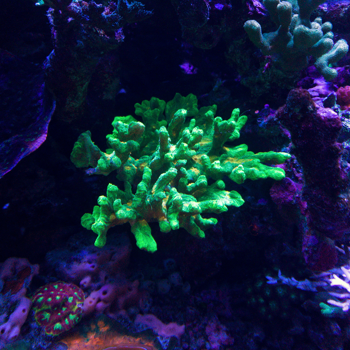 Corals - 8.jpg