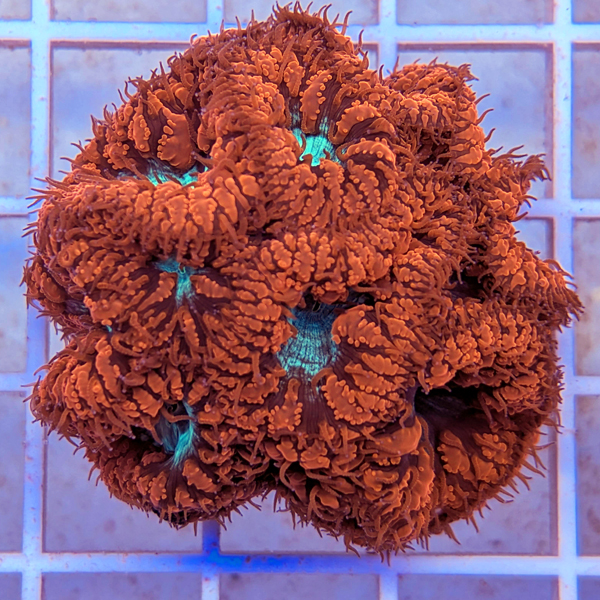 corals (8).jpg