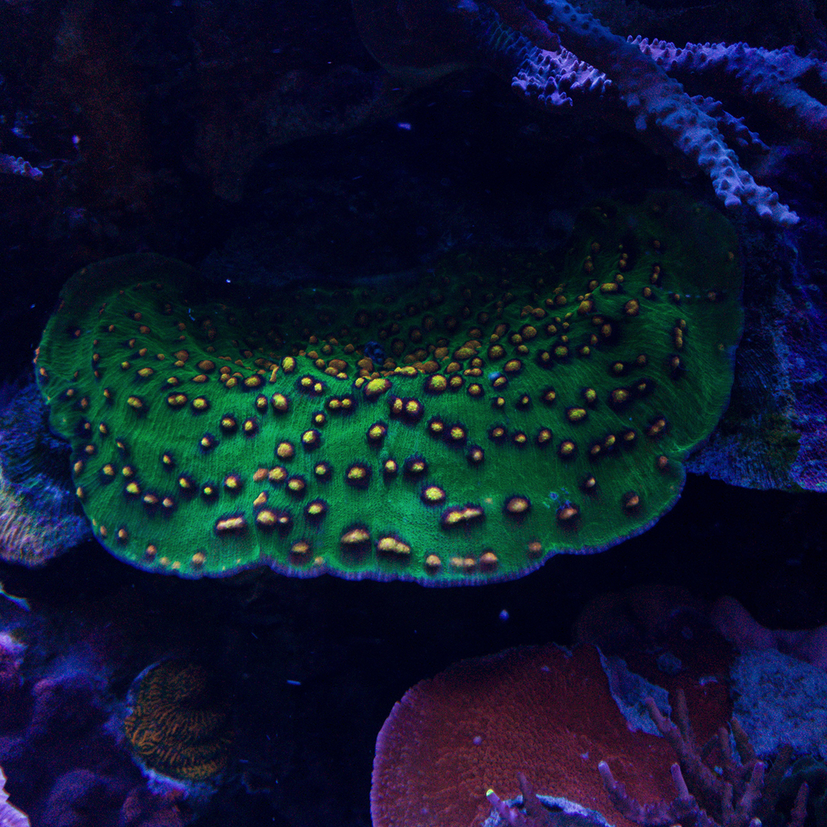 Corals - 9.jpg