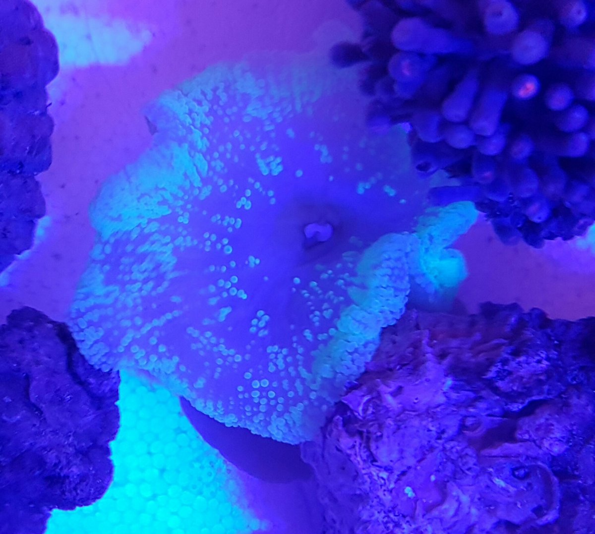 Corals & Anemone.jpg