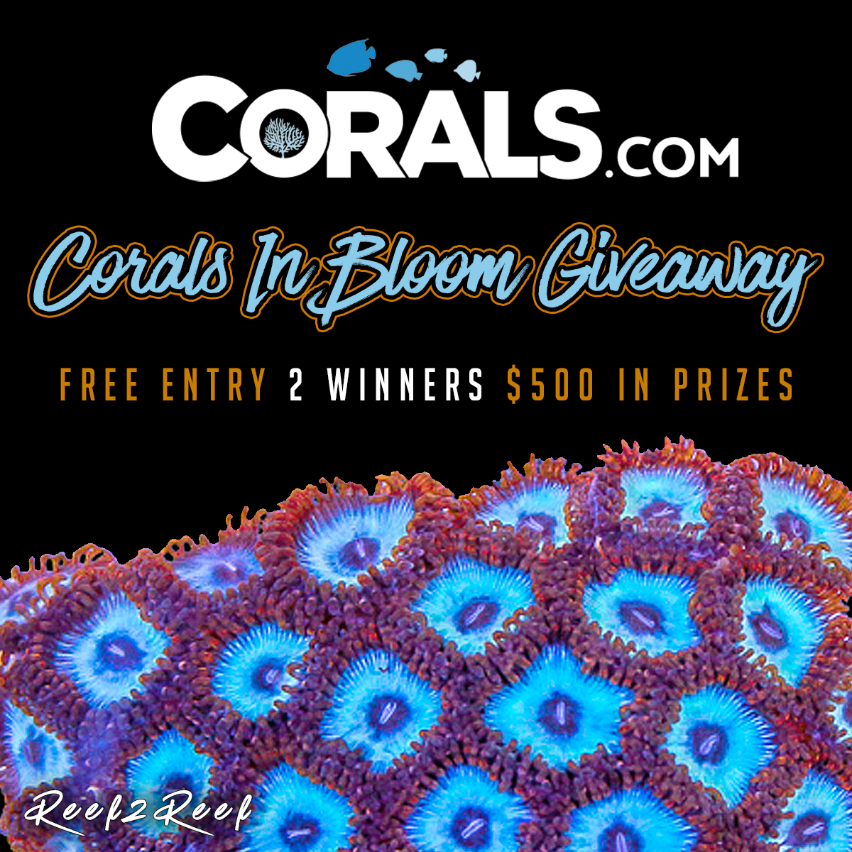 Corals.com Giveaway copy.jpg