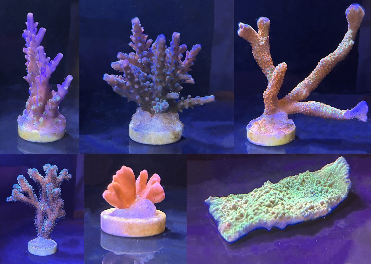 corals copy.jpg