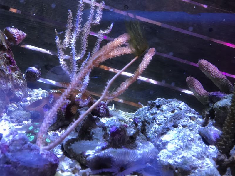 Corals dem.jpg