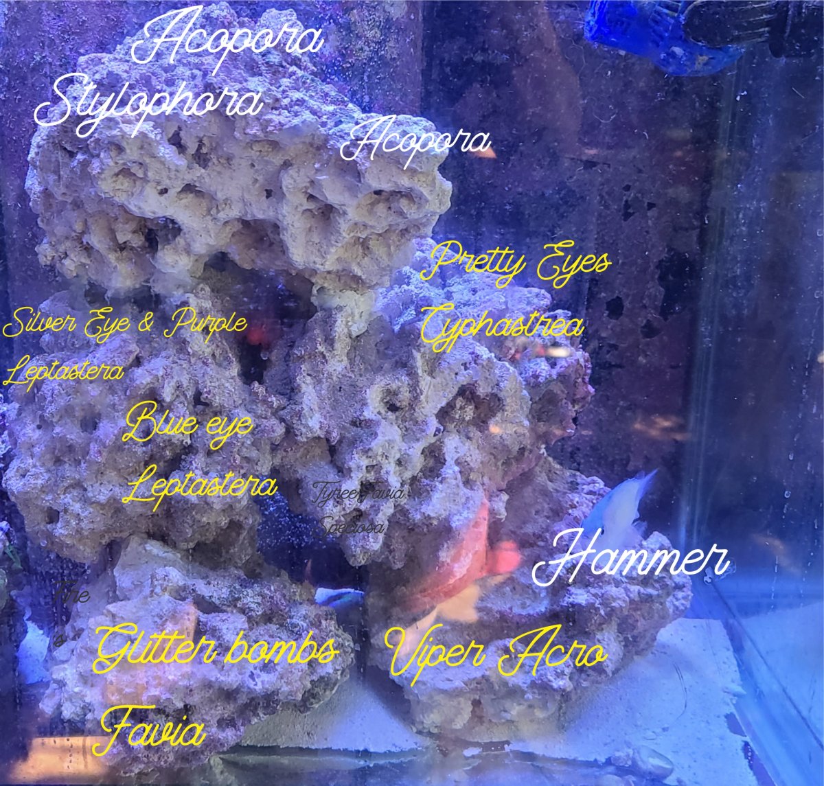 corals end.jpg