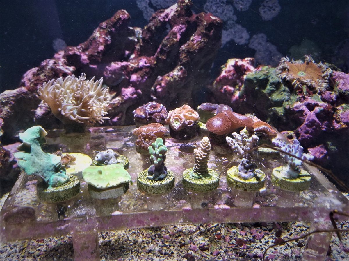 corals in the tank.jpg